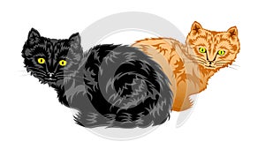 Black and sandy Kittens