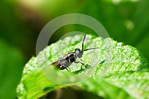 Black Sawfly on green leaves