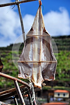 Black Scabbard drying in the sun