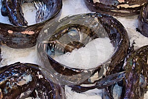 Black scabbard fish aphanopus carbo prepared for sale on ice at a fish counter in a supermarket on the island of Madeira