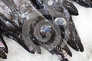 Black scabbard fish on a market