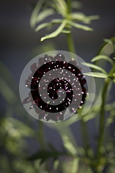 Black Scabiosa Pincushion Flower photo