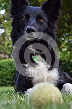 Black Schipperke laying on the ground covered in greenery with trees on the blurry background