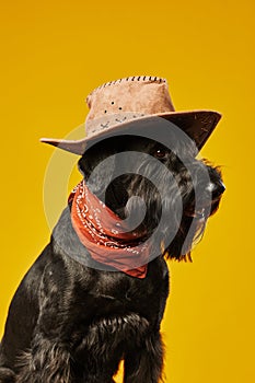 Black schnauzer cowboy dog