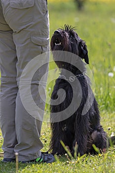 Black Schnauzer dog obedience training