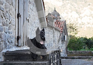 A black Schnauzer dog perches at old European village