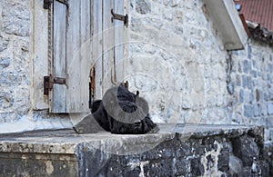 A black Schnauzer dog perches at old European village