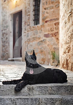 A black Schnauzer sits patiently on a street in a historic shopping district