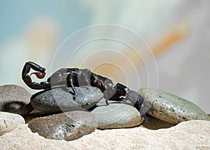 Black Scorpion