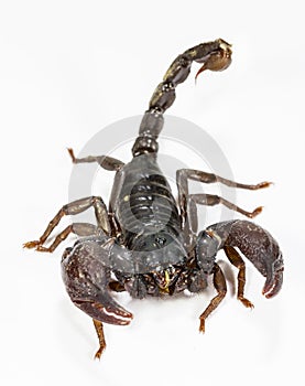 Black scorpion