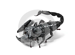 Black scorpion.