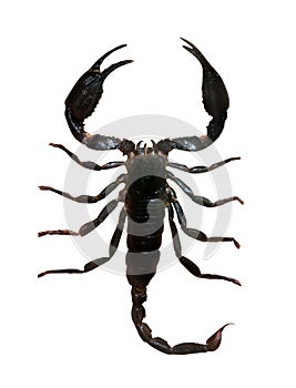 Black scorpion