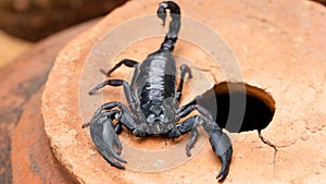 black scorpion macro photo, dreaded arachnid. horrific creature with a  toxic stinger tail and two strong claws for protection. photo