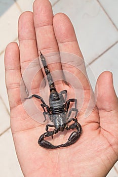 Black scorpion on human hand