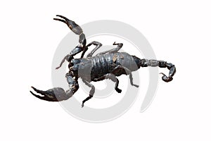 A black scorpion isolated from a white background.