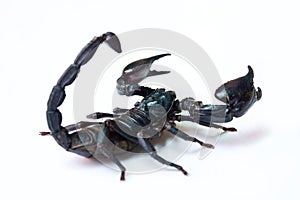 Black scorpion isolated