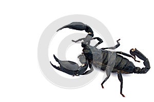 Black scorpion isolated on a white background for graphic design