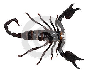 Black scorpion isolated on white background PANDINUS LONGIMANUS