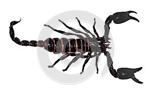 Black scorpion isolated on white background PANDINUS LONGIMANUS