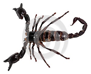 Black scorpion isolated on white background PANDINUS LONGIMANUS
