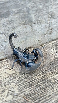 Black Scorpion in Natural Habitat