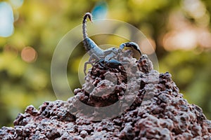 A black scorpion in nature wildlife live stone on big stone at forest.