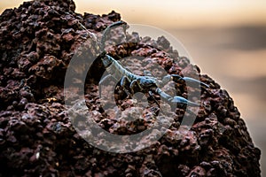 A black scorpion in nature wildlife live stone on big stone at forest.