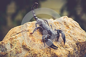 A black scorpion in nature wildlife live stone on big stone at forest.