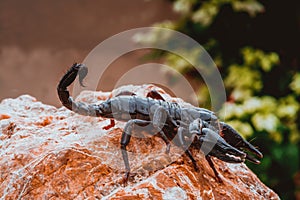 A black scorpion in nature wildlife live stone on big stone at forest.