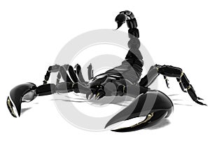 Black Scorpion