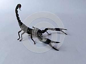 The black scorpion is in a position ready to attack its prey.