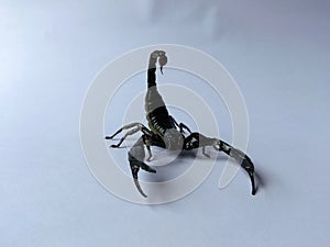 The black scorpion is in a position ready to attack its prey.