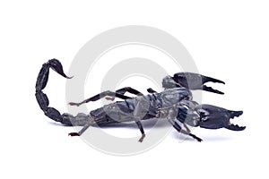 Black scorpion ready to fight