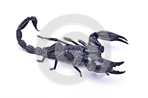 Black scorpion ready to fight