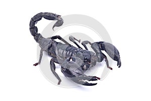 Black scorpion ready to fight