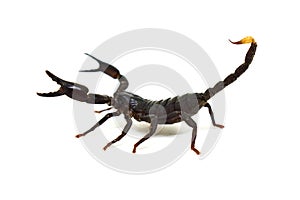 Black scorpion ready to fight isolated on white background