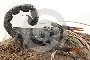 Black scorpion ready to strike
