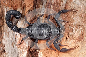 Black scorpion ready to strike