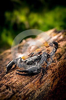 Black Scorpion On Rotten Wood