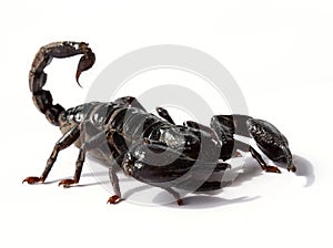 black scorpion