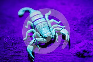 Black scorpion close-up with uv light photo