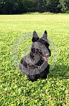 Black scotch-terrier on a lawn