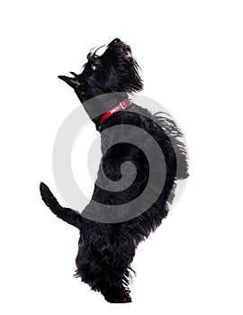 Black scotch terrier standing on hind legs