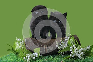 Black Scottish kitten playing on the spring grass