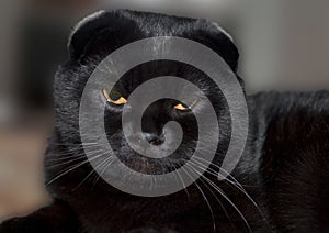 Black Scottish lop-eared cat