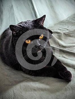 Black Scottish Straight cat with amber eyes