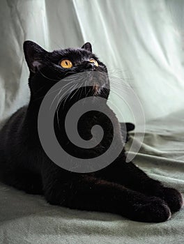 Black Scottish Straight cat with amber eyes