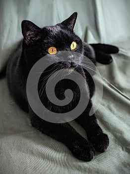 Black Scottish Straight cat with amber eyes