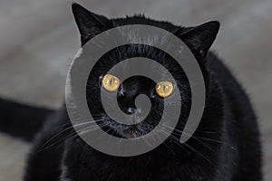 Black Scottish Straight cat looks at the camera