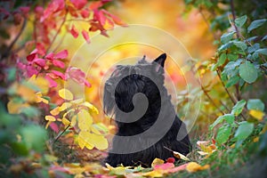 Black Scottish Terrier in fall